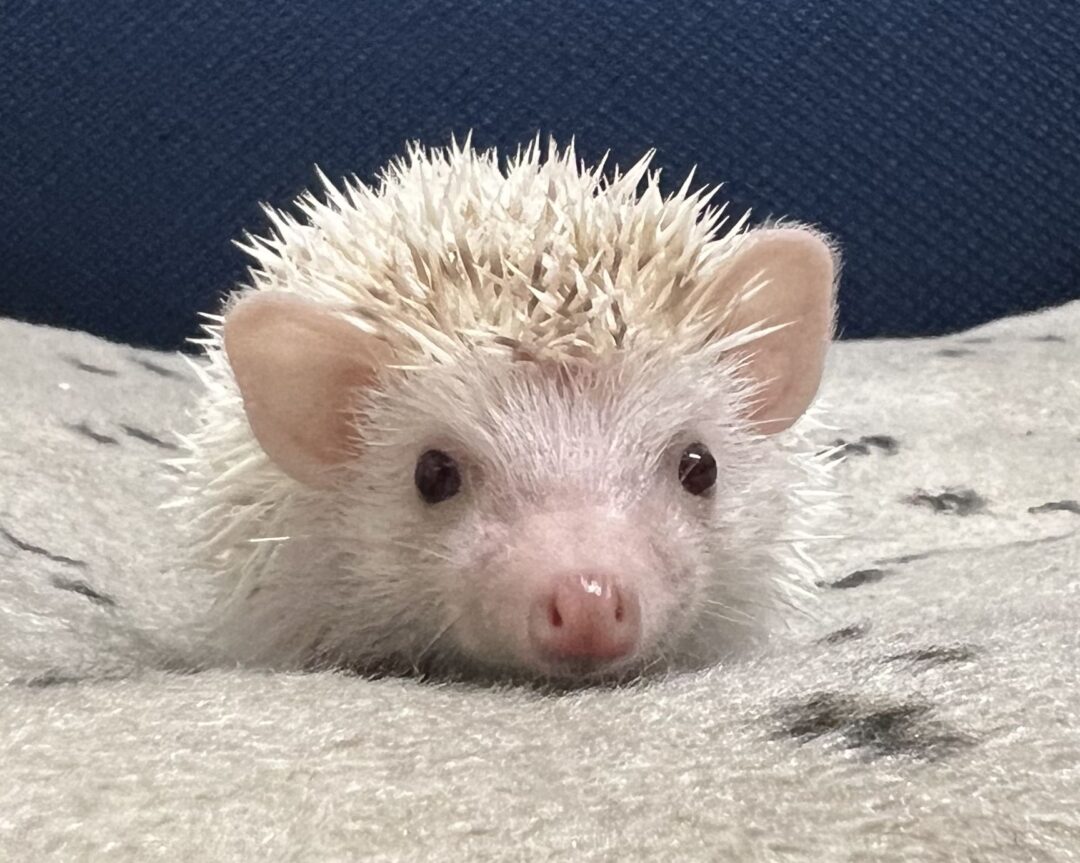 ハリネズミ（国産：シニコットパイド♂） | ピュアアニマル
