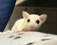 フクロモモンガの画像5