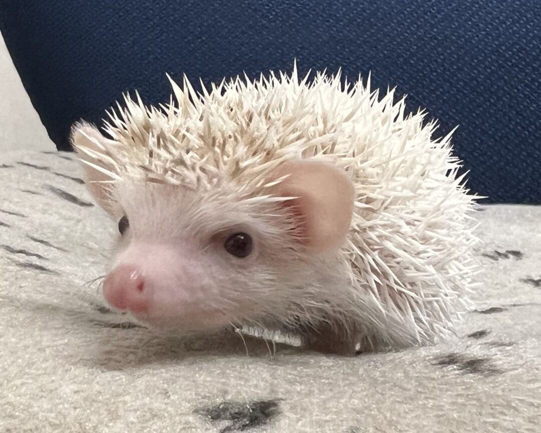 ハリネズミ（国産：シニコットパイド♂） | ピュアアニマル