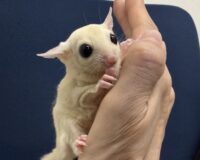 フクロモモンガの画像2