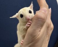 フクロモモンガの画像3