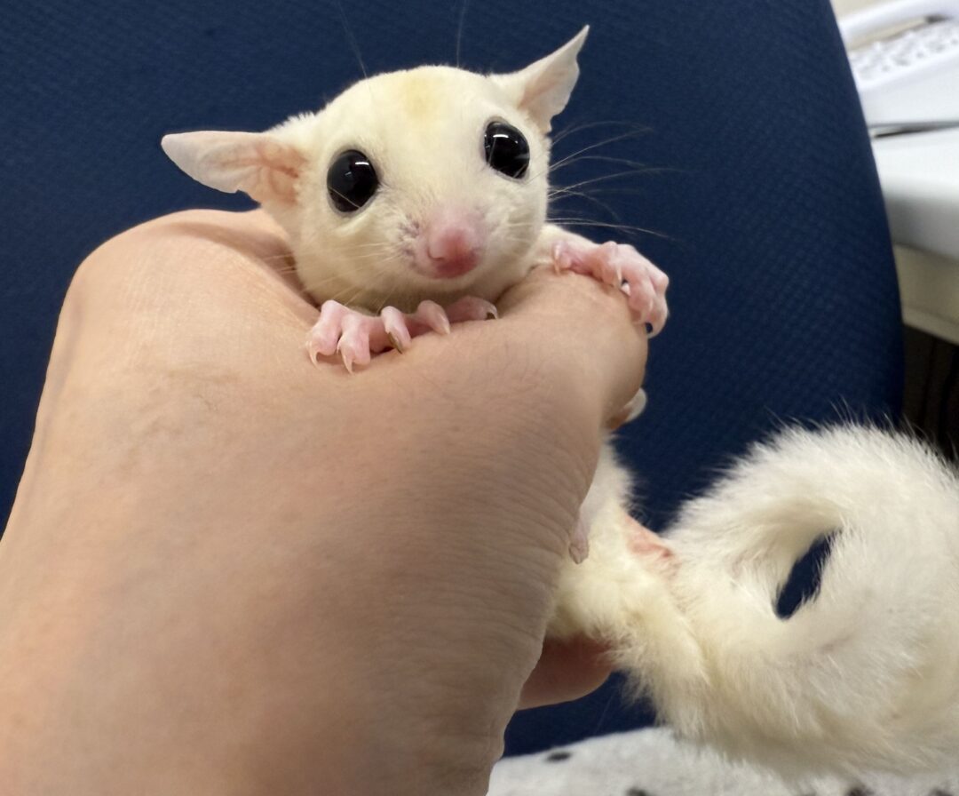 フクロモモンガのメイン画像