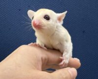フクロモモンガの画像5
