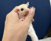 フクロモモンガの画像7