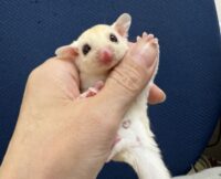 フクロモモンガの画像1