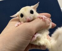 フクロモモンガの画像4