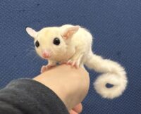 フクロモモンガの画像8