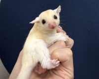 フクロモモンガの画像3