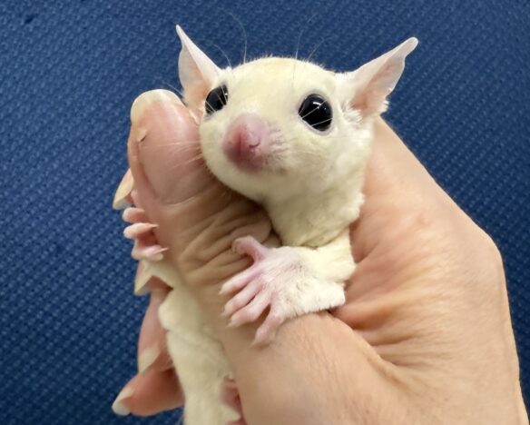 フクロモモンガのメイン画像