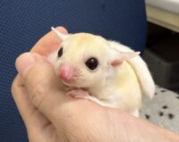 フクロモモンガの画像2