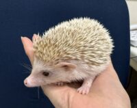 ハリネズミ(カナダ産:シナモン♀ )超懐っこいです♪の画像4