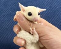 フクロモモンガの画像9