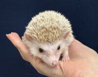 ハリネズミ（カナダ産：シナモン♀ ）超懐っこいです♪の画像1