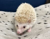 ハリネズミ(カナダ産:シナモン♀ )超懐っこいです♪の画像5