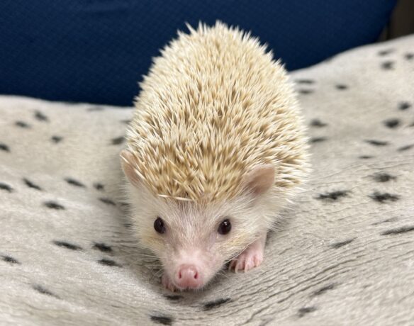ハリネズミ（カナダ産：シナモン♀ ）超懐っこいです♪のメイン画像