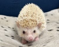 ハリネズミ(カナダ産:シナモン♀ )超懐っこいです♪の画像8