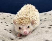 ハリネズミ（カナダ産：シナモン♀ ）超懐っこいです♪の画像3