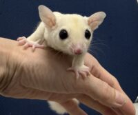 フクロモモンガの画像10