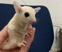 フクロモモンガの画像11