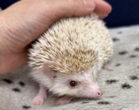 ハリネズミ(カナダ産:シナモン♀ )超懐っこいです♪の画像7