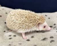 ハリネズミ(カナダ産:シナモン♀ )超懐っこいです♪の画像9