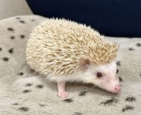ハリネズミ(カナダ産:シナモン♀ )超懐っこいです♪の画像6