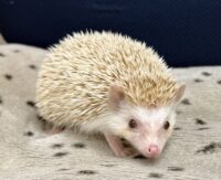 ハリネズミ（カナダ産：シナモン♀ ）超懐っこいです♪の画像2