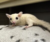 フクロモモンガの画像12