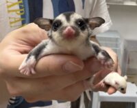 フクロモモンガの画像4