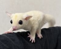 フクロモモンガの画像13