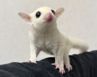 フクロモモンガの画像5