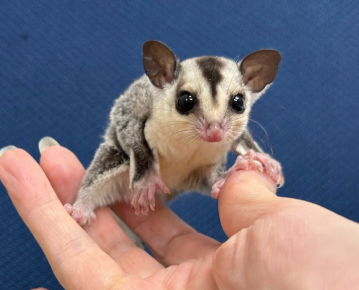 フクロモモンガ ベビー ホワイトフェイス（タイCB）販売｜東京都大田区のエキゾチックアニマル専門店ピュア☆アニマルのメイン画像