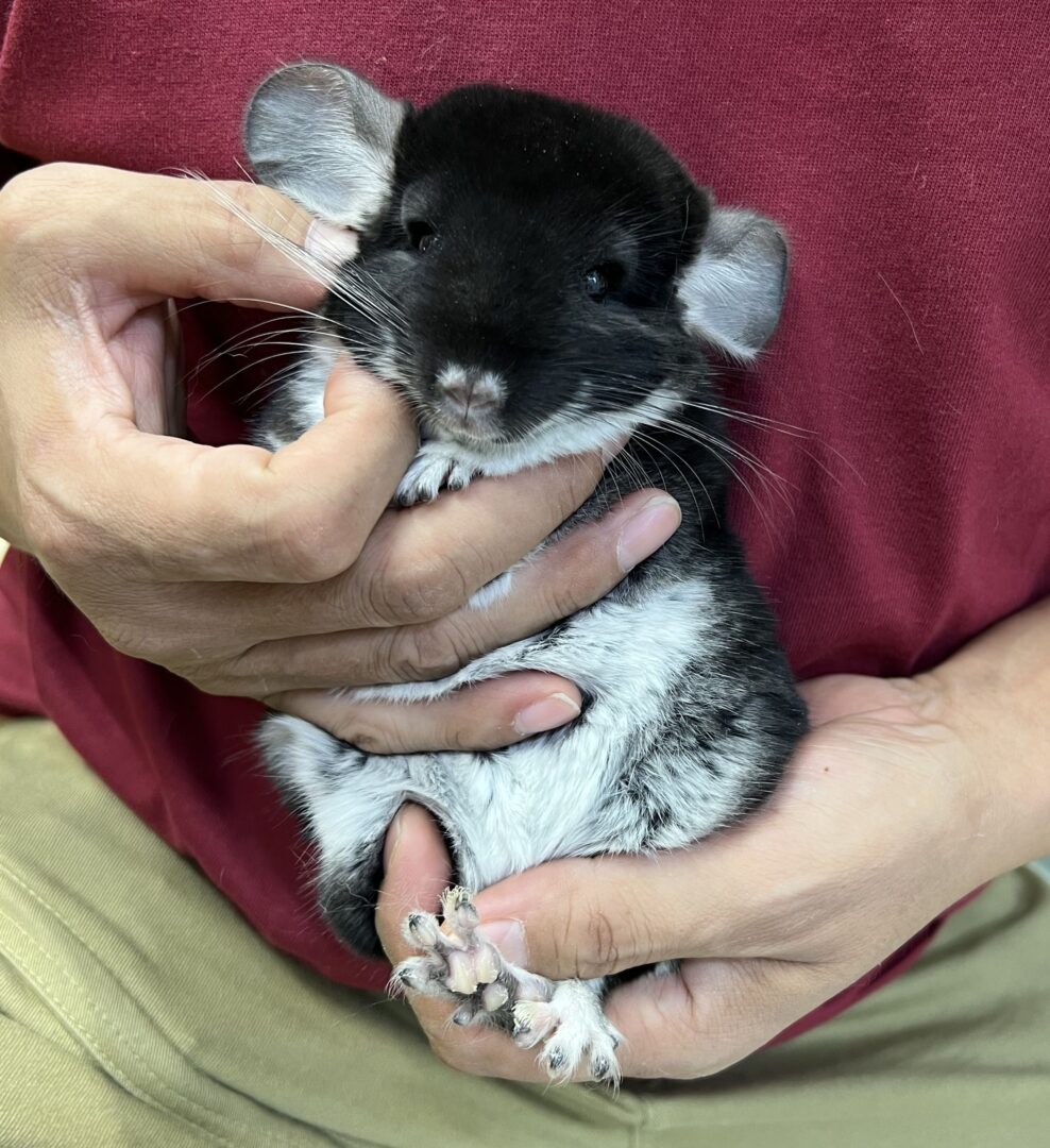 チンチラ（ブラックパール）♂ | ピュアアニマル