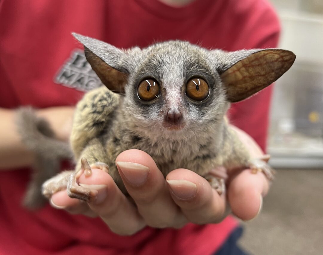 ショウガラゴ（2024年6月新生児）のメイン画像