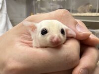 フクロモモンガの画像4