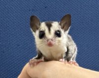 フクロモモンガ ベビー ホワイトフェイス（タイCB）販売｜東京都大田区のエキゾチックアニマル専門店ピュア☆アニマルの画像1