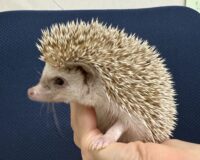 ハリネズミ(カナダ産:シナモン♂ )超懐っこいです♪の画像3