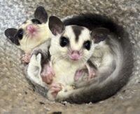 フクロモモンガ ベビー ホワイトフェイス（タイCB）販売｜東京都大田区のエキゾチックアニマル専門店ピュア☆アニマルの画像2