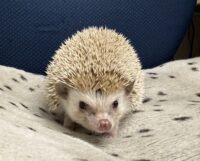 ハリネズミ(カナダ産:シナモン♂ )超懐っこいです♪の画像1