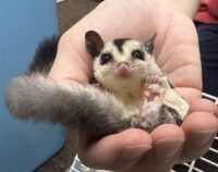 フクロモモンガ ベビー ホワイトフェイス（タイCB）販売｜東京都大田区のエキゾチックアニマル専門店ピュア☆アニマルの画像3