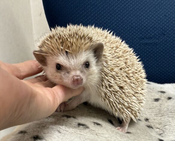 ハリネズミ（カナダ産：シナモン♂ ）超懐っこいです♪のメイン画像