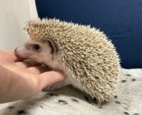 ハリネズミ(カナダ産:シナモン♂ )超懐っこいです♪の画像5