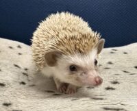 ハリネズミ(カナダ産:シナモン♂ )超懐っこいです♪の画像6