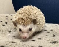ハリネズミ(カナダ産:シナモン♂ )超懐っこいです♪の画像8