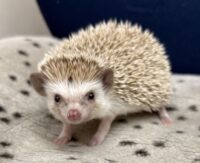ハリネズミ(カナダ産:シナモン♂ )超懐っこいです♪の画像4