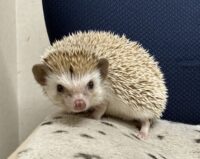 ハリネズミ(カナダ産:シナモン♂ )超懐っこいです♪の画像2