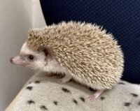 ハリネズミ(カナダ産:シナモン♂ )超懐っこいです♪の画像9