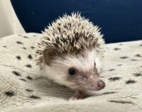 ハリネズミ(カナダ産:パイド♂ )超懐っこいです♪の画像5