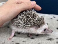 ハリネズミ(カナダ産:パイド♂ )超懐っこいです♪の画像8