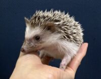 ハリネズミ(カナダ産:パイド♂ )超懐っこいです♪の画像6